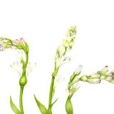 Tuberosa (Polianthes Tuberosa)