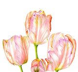 Tulip "Salmon Parrot"