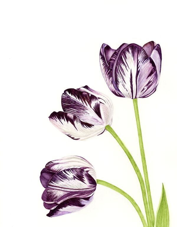 Tulipa Insulinde