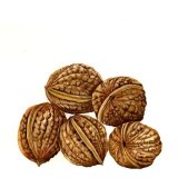 Walnuts Personalised Christmas cards with an image of Walnuts in watercolour