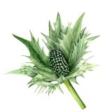 Eryngium Personalised Correspondence Cards with an image of a watercolour of Sea Holly