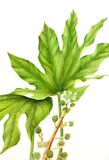 Fatsia japonica