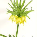 Fritillaria Imperialis 'Lutea'
