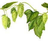 Hops