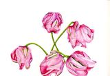 Tulip "Fantasy"
