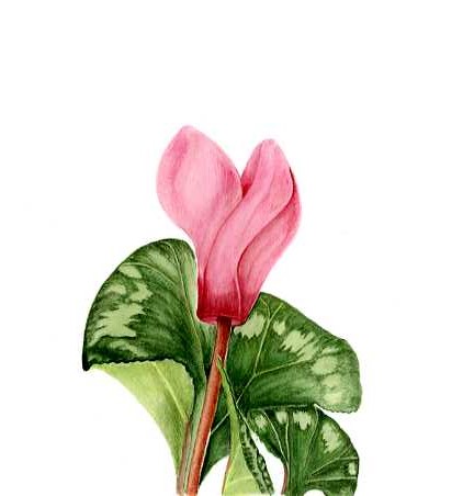 Cyclamen