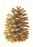 Pine Cone Personalised Christmas cards with an image of a Pine Cone in watercolour
