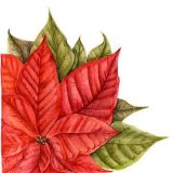 Poinsettia Personalised Christmas cards with an image of Poinsettia in watercolour