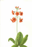 Primula Inverewe