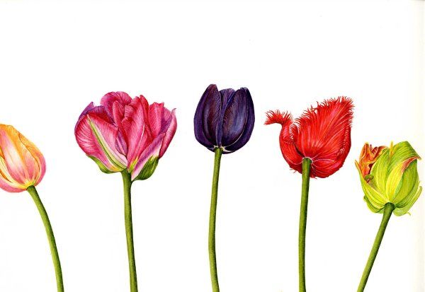 Tulips - A different Perspective SOLD