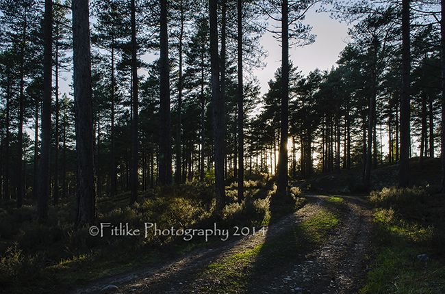 Culbin Tree Silhouette