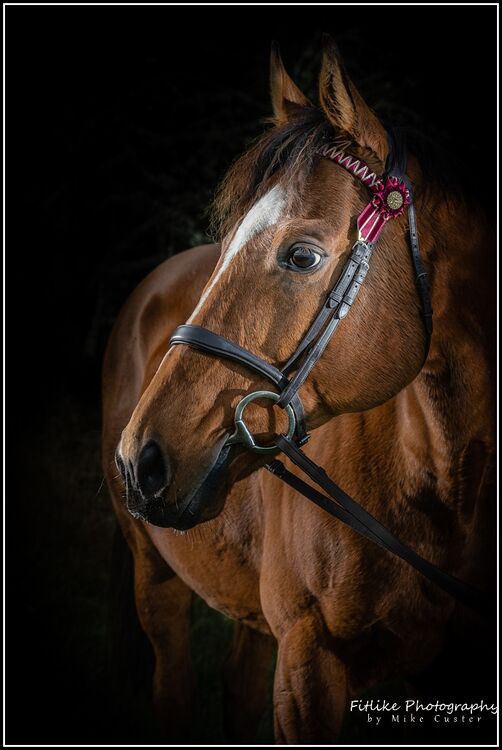 Equine-Photography-Moray-Photographers-02