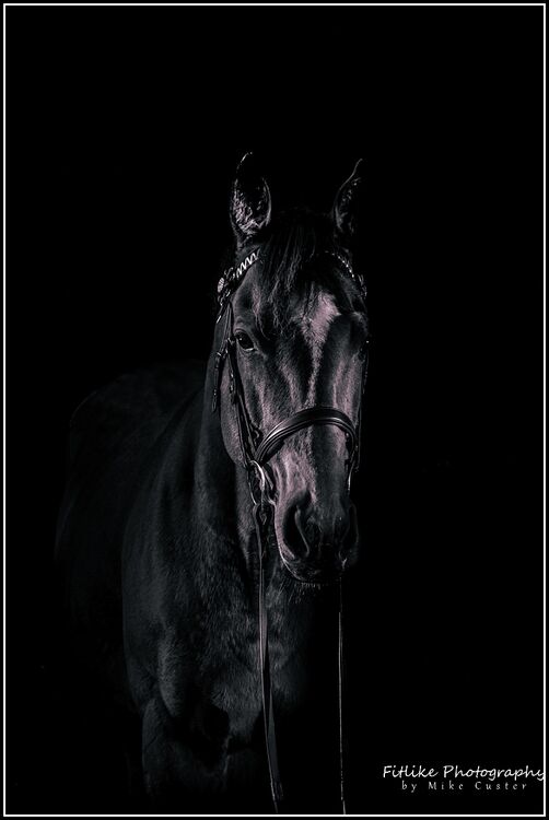 Equestrian-Photography-Moray-Photographers-03