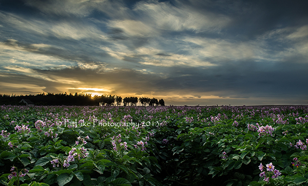 Purple Haze