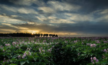 Purple Haze