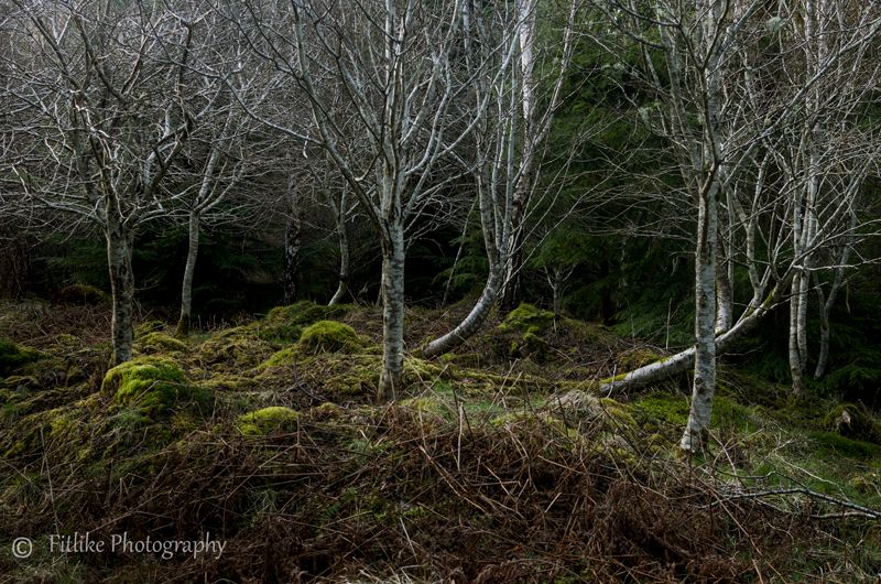 Spotlit Birch Torriston