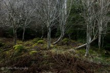 Spotlit Birch Torriston