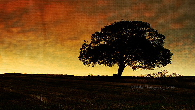 Sunset Tree