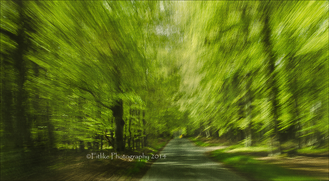 Trees at 40mph