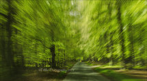 Trees at 40mph