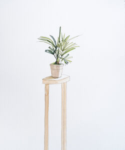 Palm