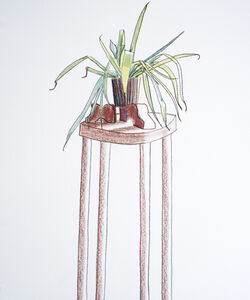 Allium