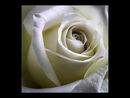 2nd - Brian Woods - A White Rose Bud