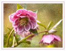 3rd - Andrew Fletcher - Painterly Hellebore