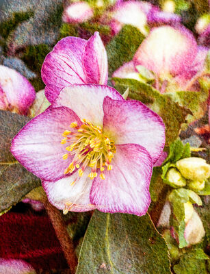Pink Hellebore - 3rd Print 3 Colour