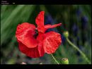 Poppy
