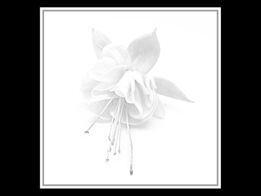 Creative Cup 2nd - Fading Out