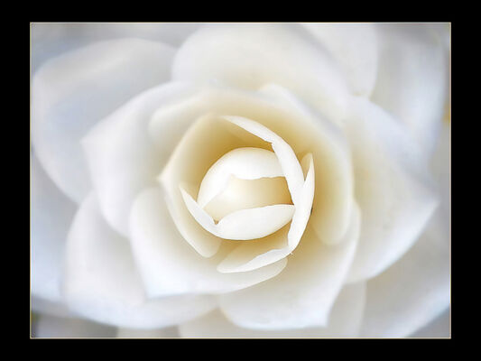 Creative Cup 3rd - Camellia Alba