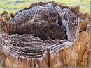 Frosted tree stump