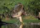 Goshawk landing at poolside