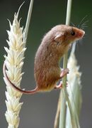 Hazel Dormouse
