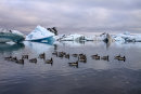 Iceberg Lagoon, Home to Barnacle Geese