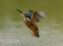 Kingfisher failed catch