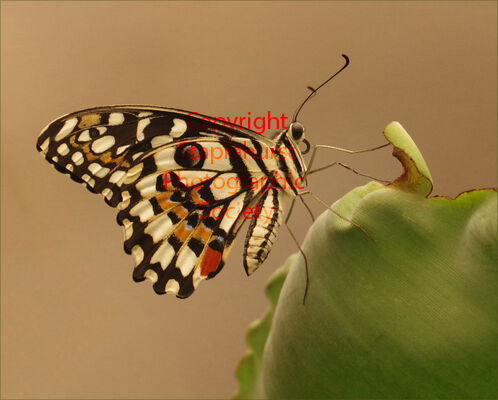 1st Colour - Monarch Butterfly  USA - Danaus Plexippus