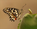 1st Colour - Monarch Butterfly  USA - Danaus Plexippus