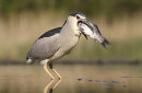 Night Heron with Catch Too Big To Swallow