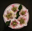 Print1 Colour 3rd - Hellebore Bowl