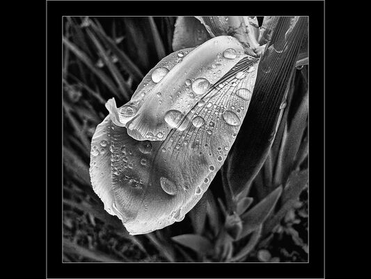 Iris & Raindrops