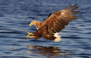 White tailed fish eagle