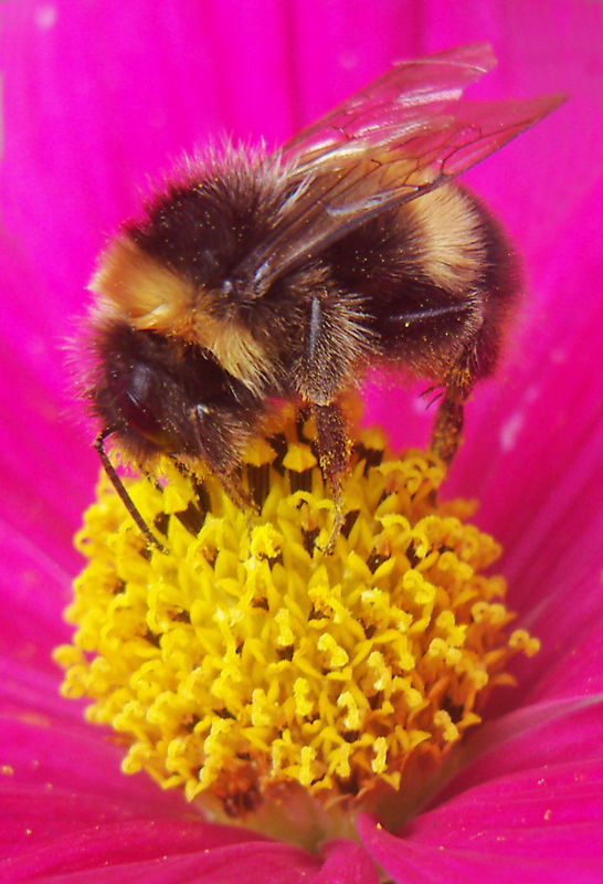Bumble Bee