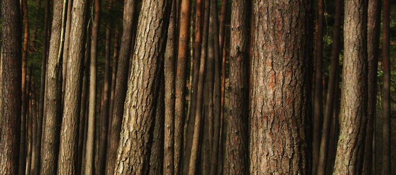 Tree trunks