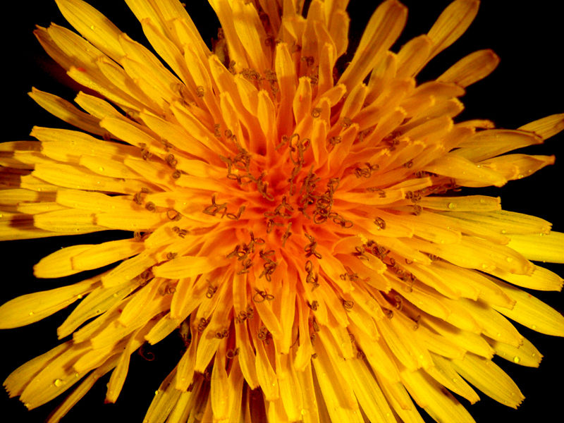 Dandylion