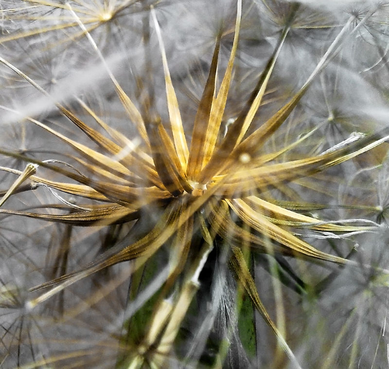 Dandylion seed head