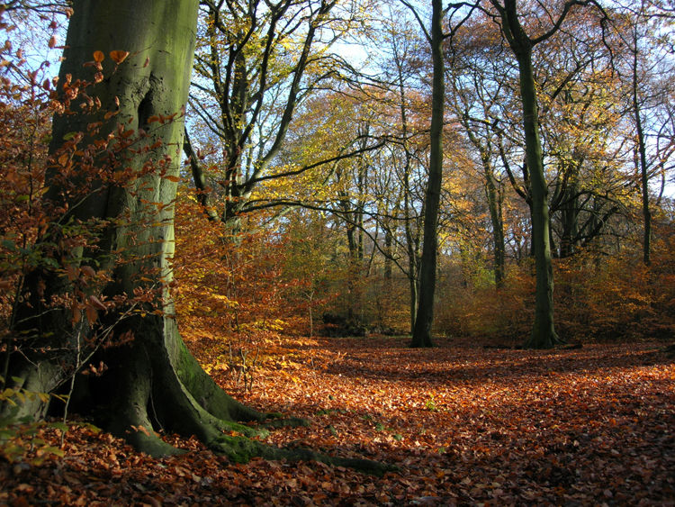 Autumn in Haigh Hall Plantations