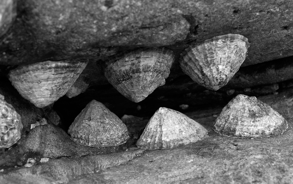 Dragons Teeth!