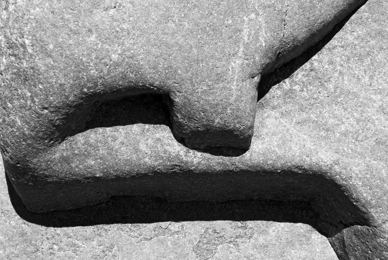 Rock fish